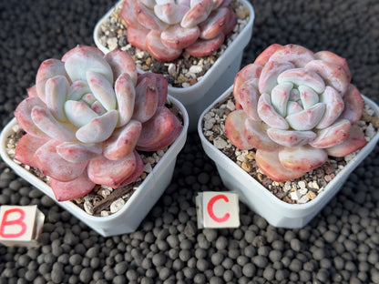 Echeveria Monroe Imported Succulent Plant