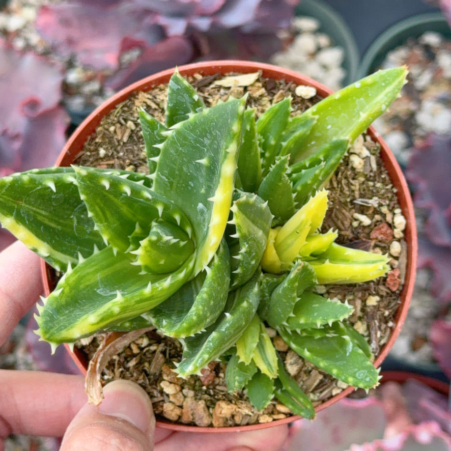 Variegated Aloe nobilis Succulent Plant
