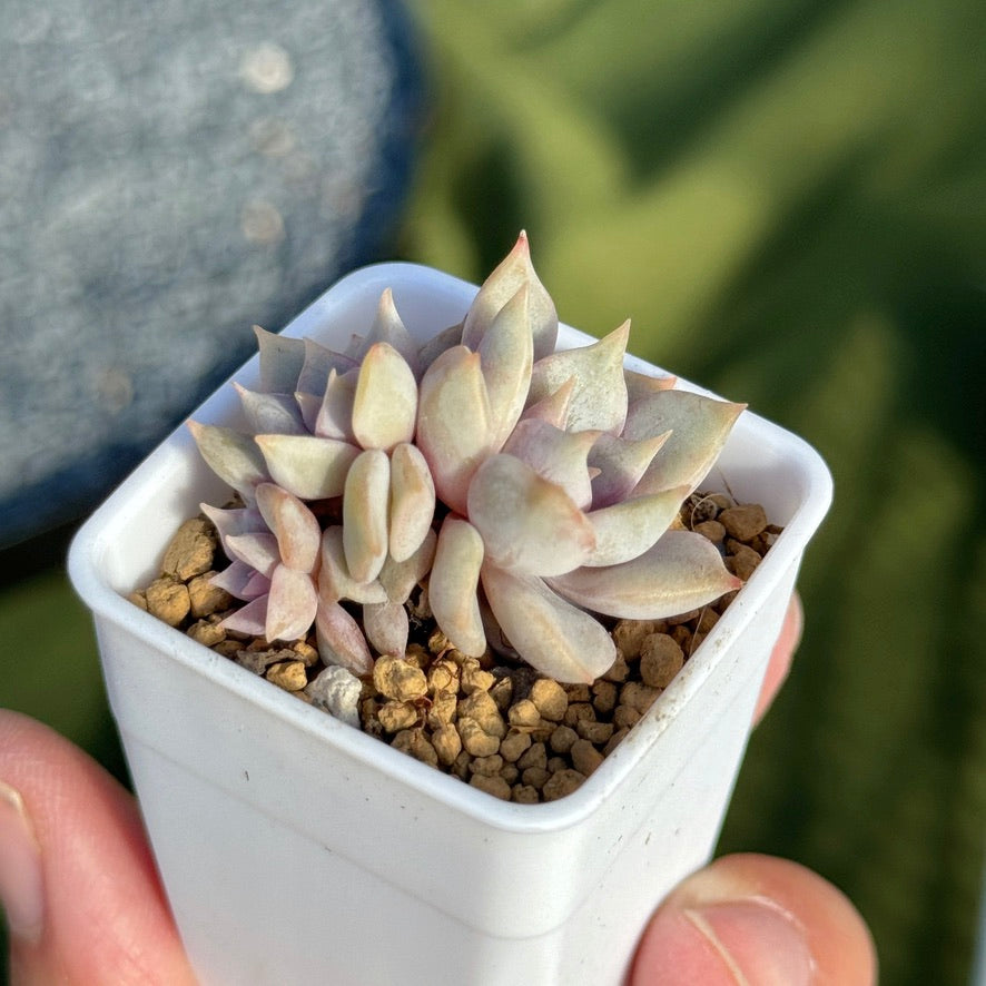 Echeveria Pastel Leon Korean Succulent Plant