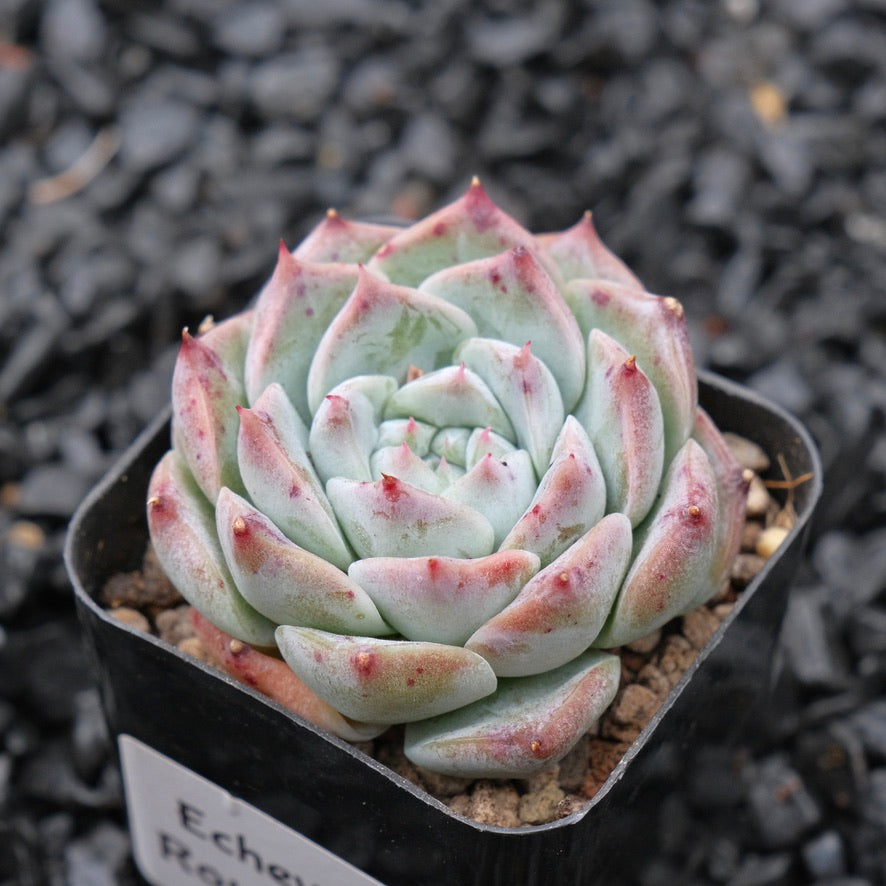 Echeveria Royal Star Korean Succulent Plant
