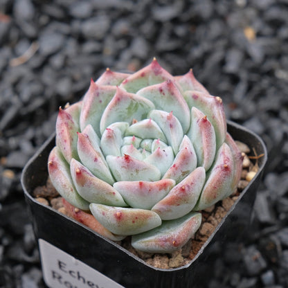 Echeveria Royal Star Korean Succulent Plant