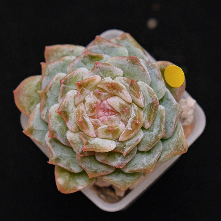 Echeveria Pink Jenny Korean Succulent Plant