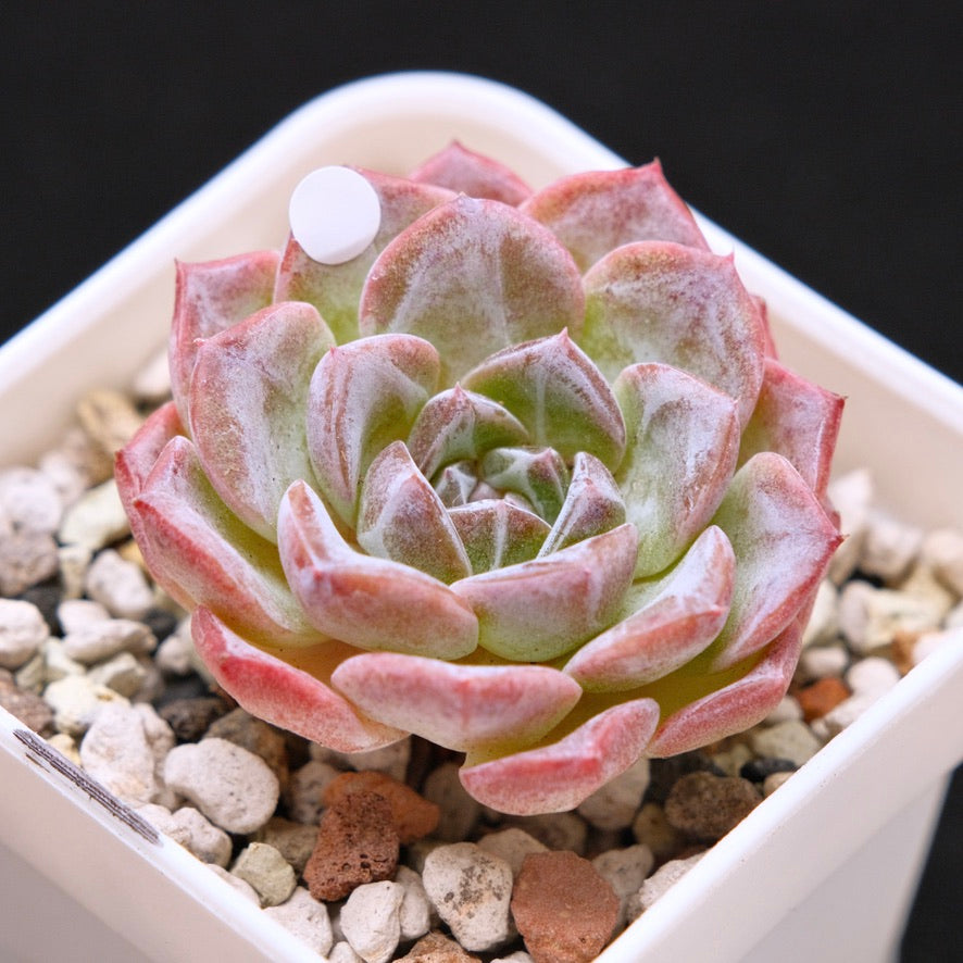 Echeveria Super Sonic Korean Succulent Plant