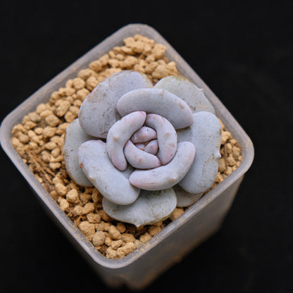 Echeveria Milk Purple baby Korean Succulent Plant Changhee hybrid