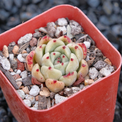 Echeveria Sarahime hybrid B Changhee hybrid Korean Succulent Plant
