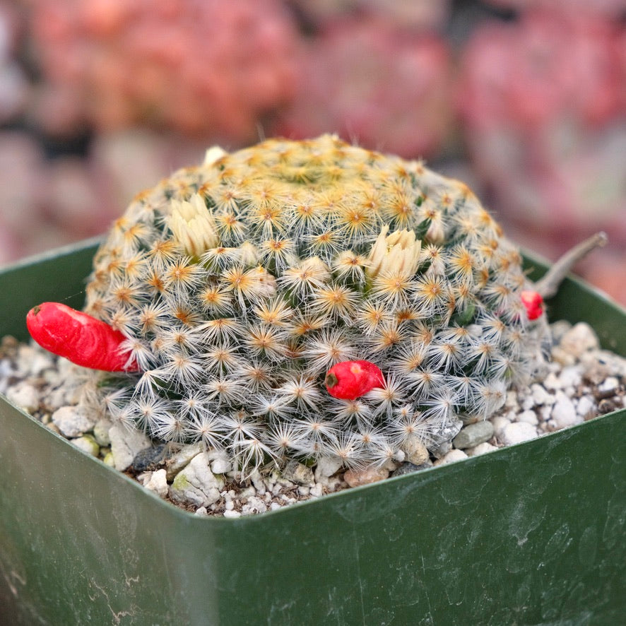 Mammillaria sp Succulent Plant