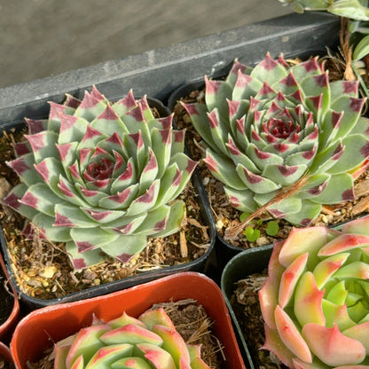 Sempervivum calcareum Succulent Plant