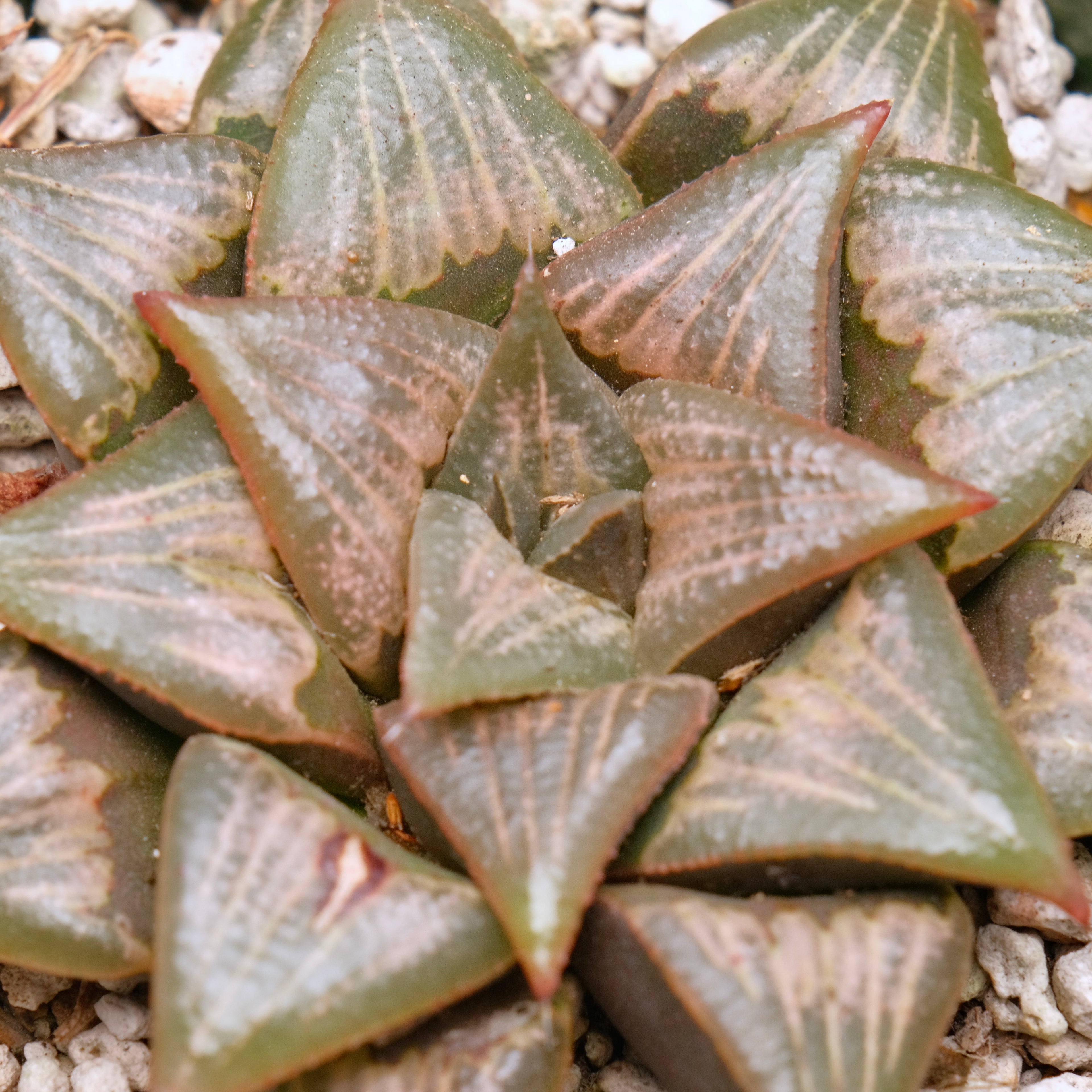 Jim Smith Haworthia Hybrid Succulent Plant