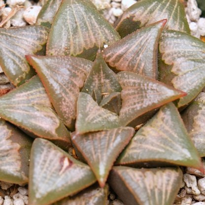 Jim Smith Haworthia Hybrid Succulent Plant
