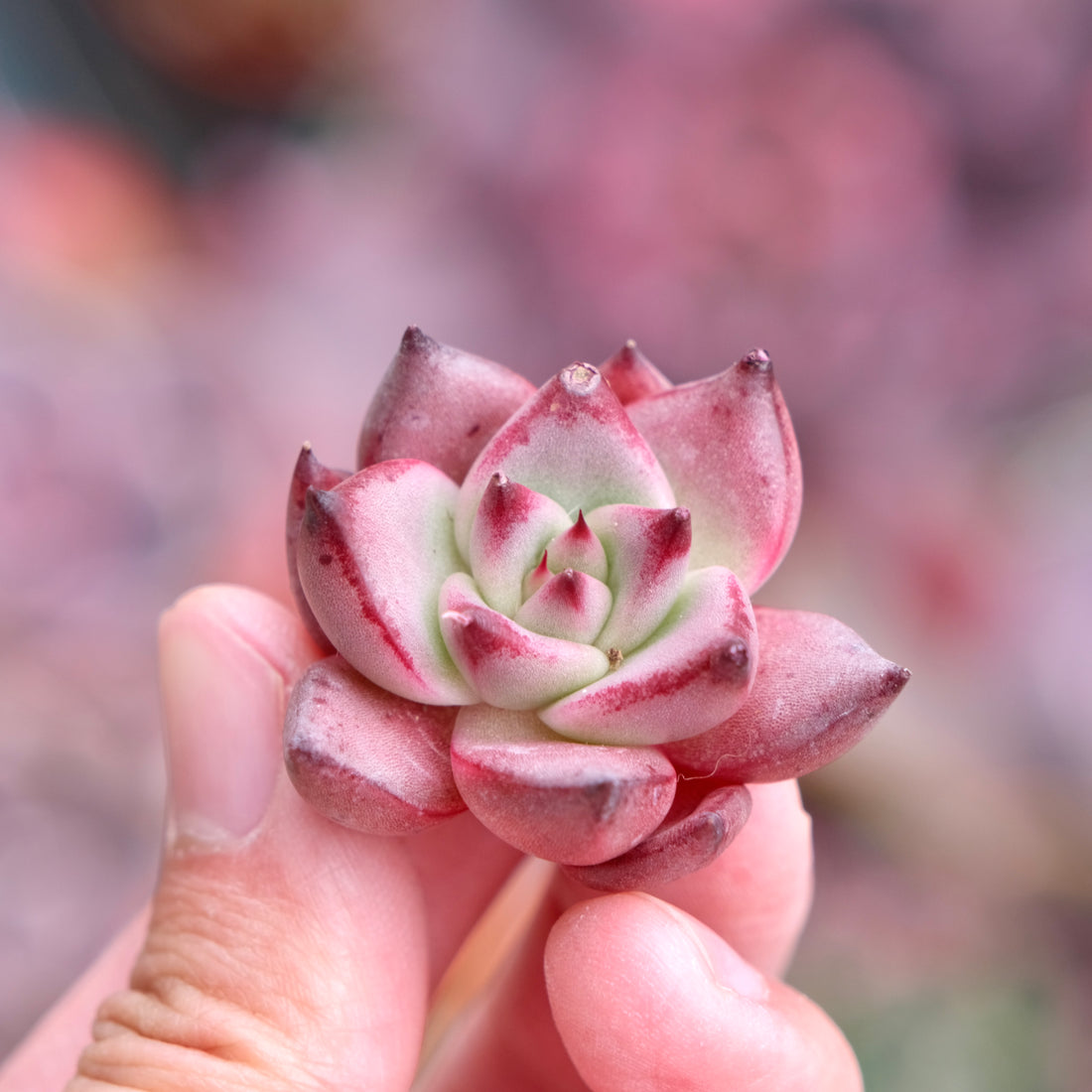 Echeveria Romeo Korean Succulent Plant