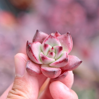 Echeveria Romeo Korean Succulent Plant