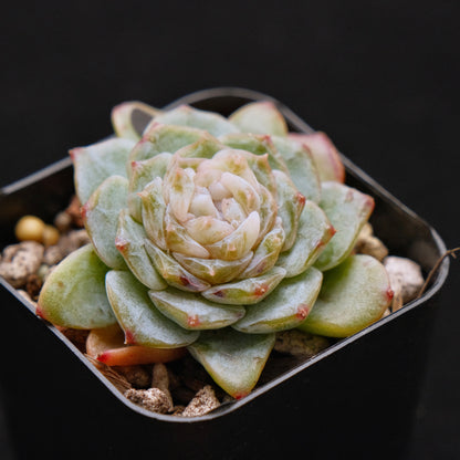 Echeveria Pink Jenny Korean Succulent Plant