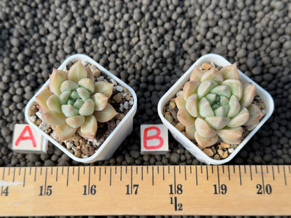 Echeveria Chedi Korean Succulent Plant
