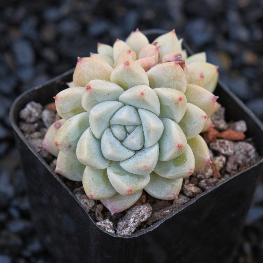 Echeveria Misty Snow Korean Succulent Plant