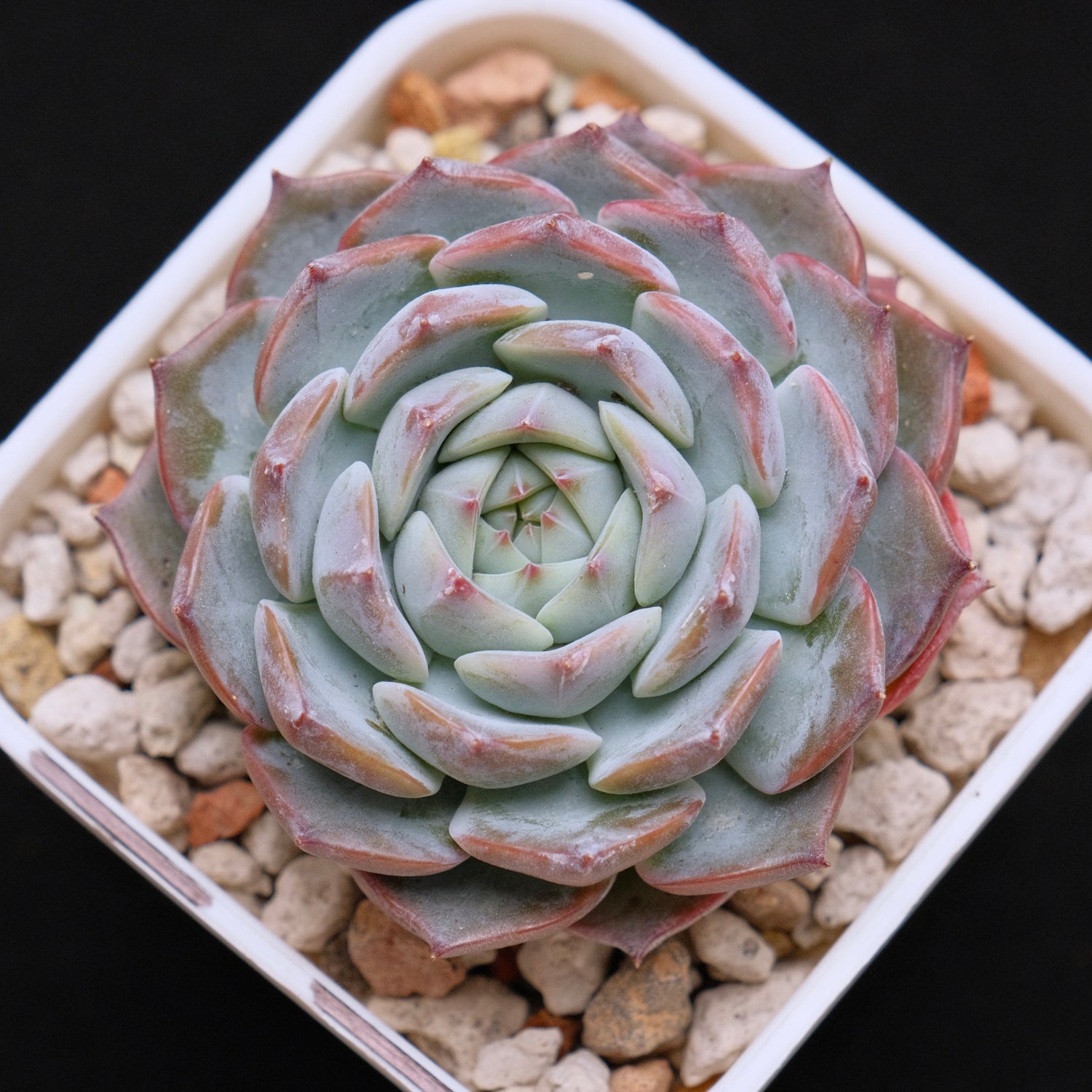 Echeveria hybrid Imported Succulent Plant