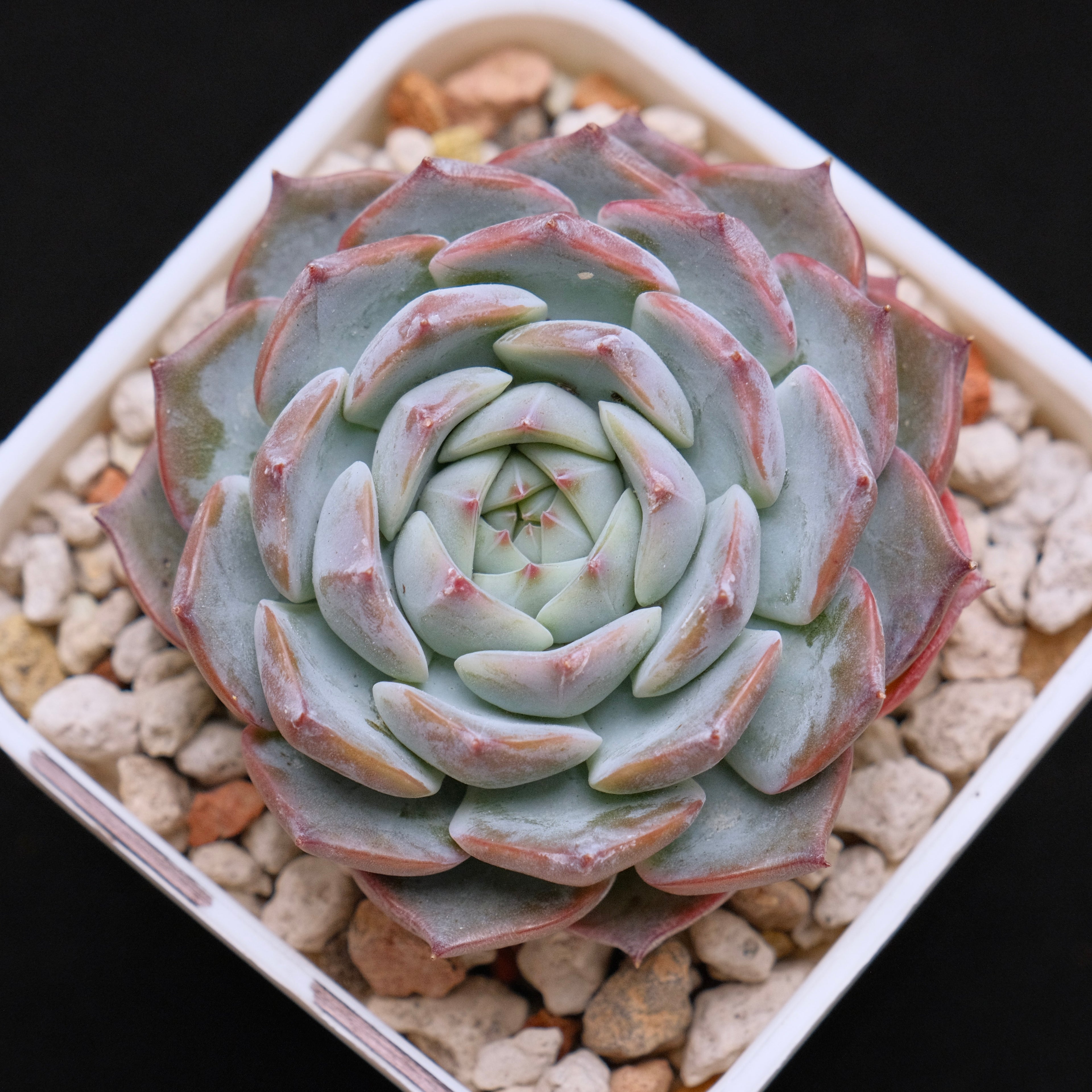 Echeveria hybrid Imported Succulent Plant