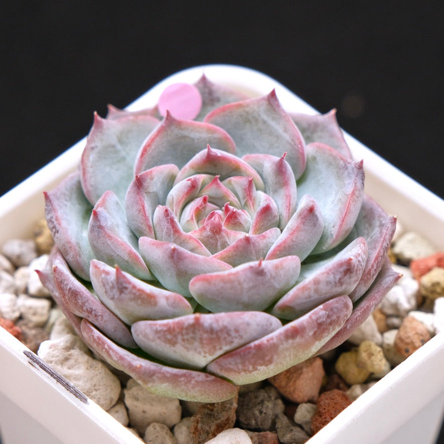 Echeveria Keralean hybrid Korean Succulent Plant