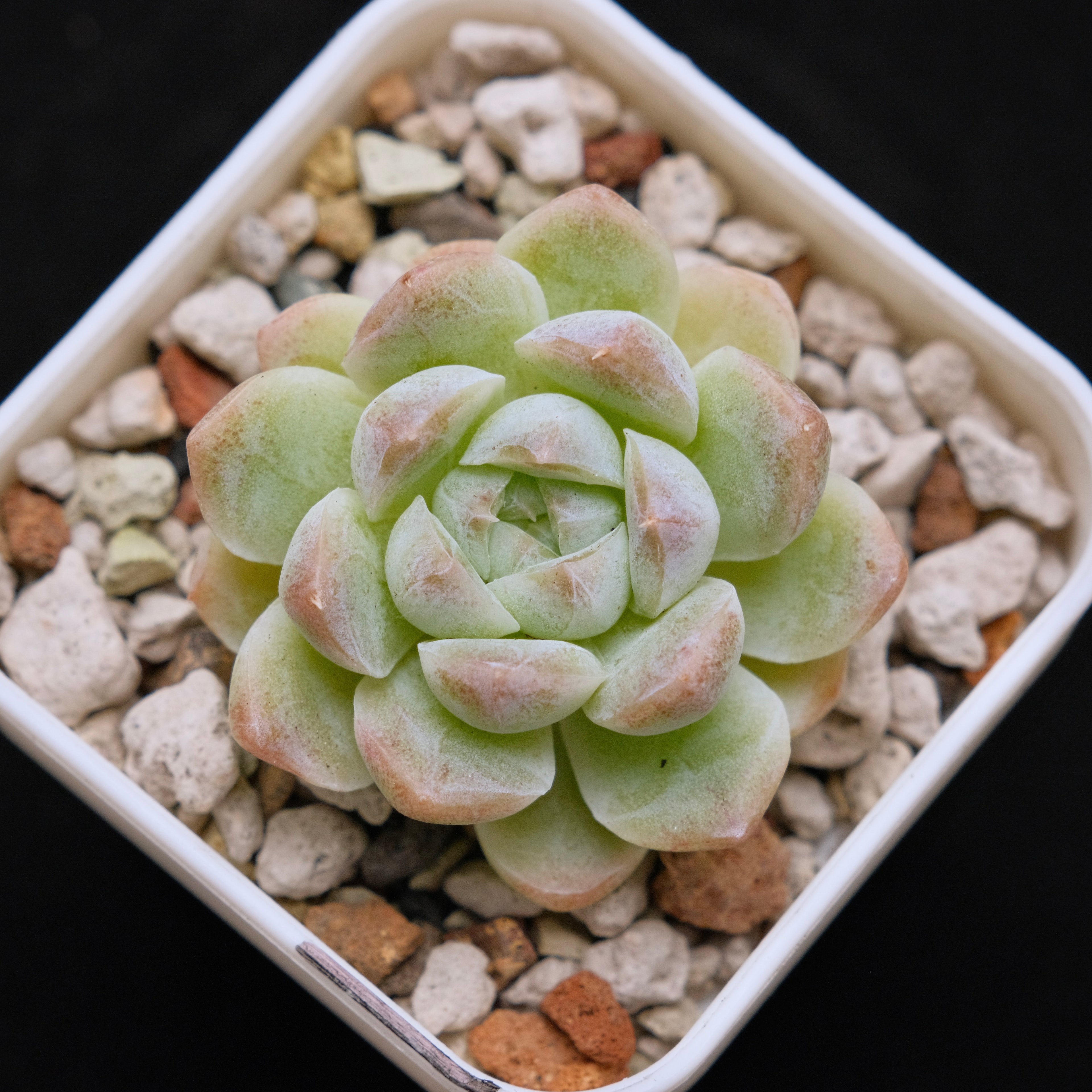 Echeveria hybrid imported Succulent Plant