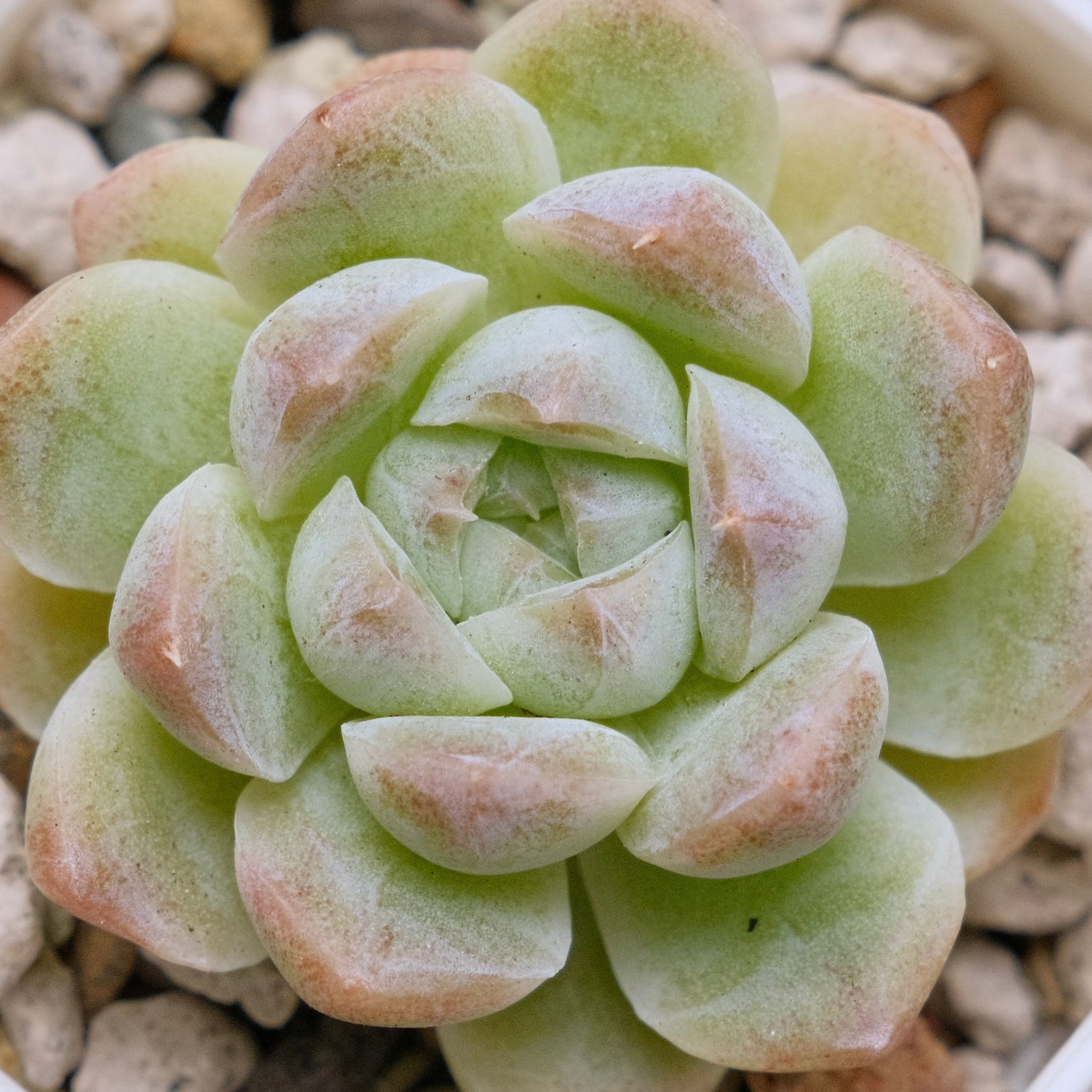 Echeveria hybrid imported Succulent Plant