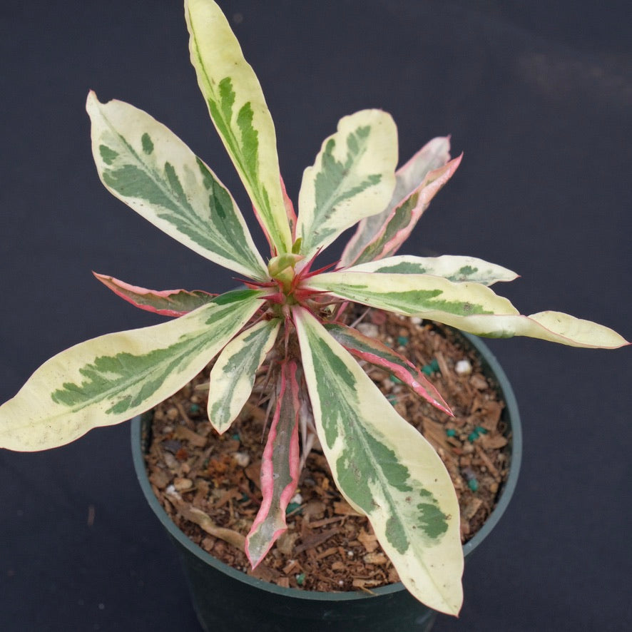 Variegated Euphorbia milii &
