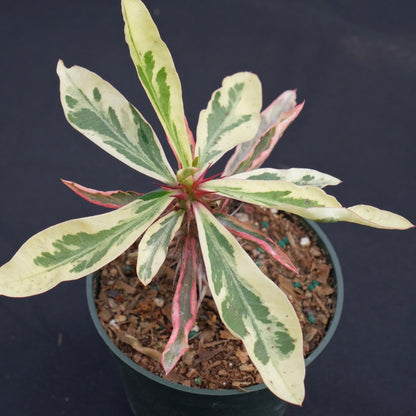 Variegated Euphorbia milii &