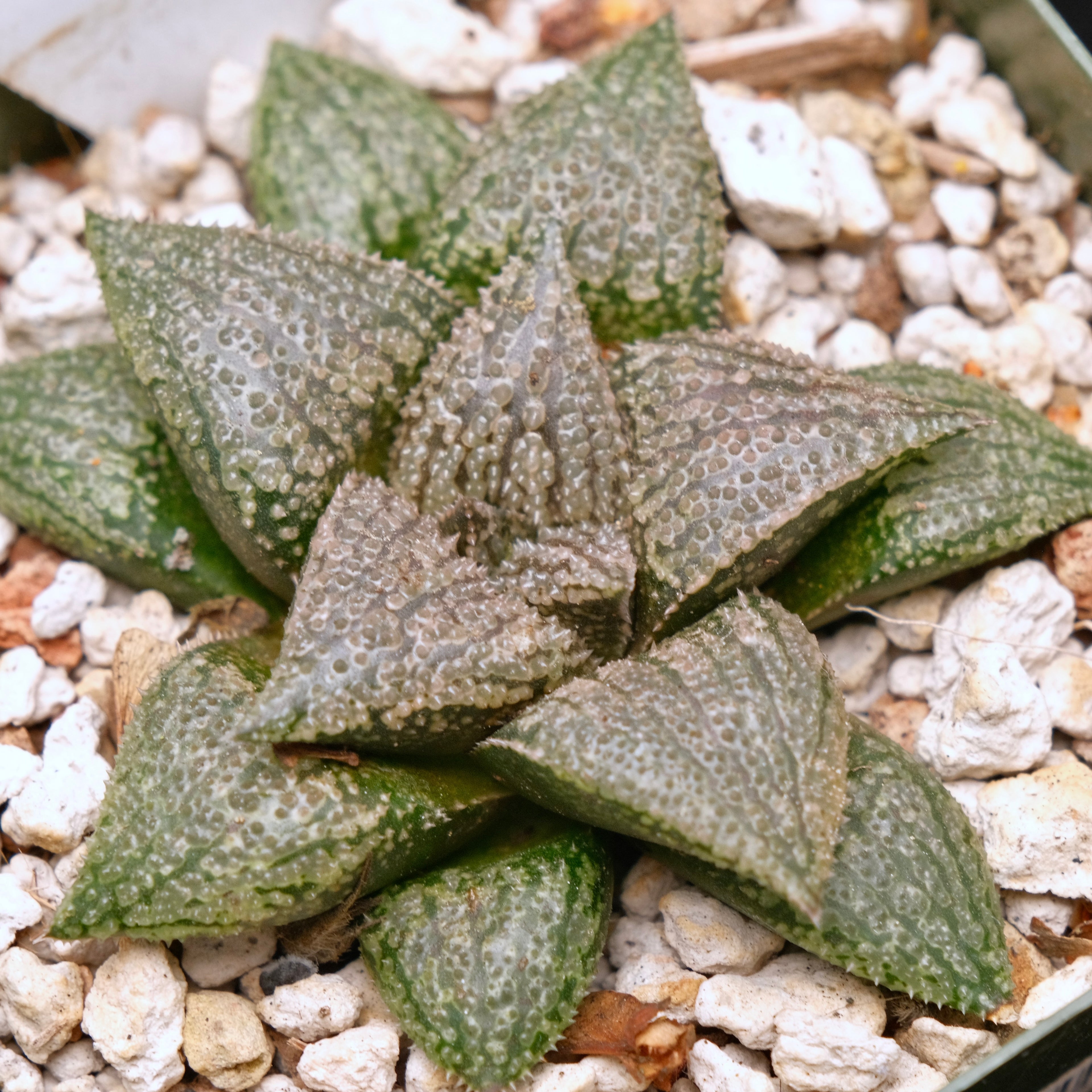 Jim Smith Haworthia Hybrid Succulent Plant