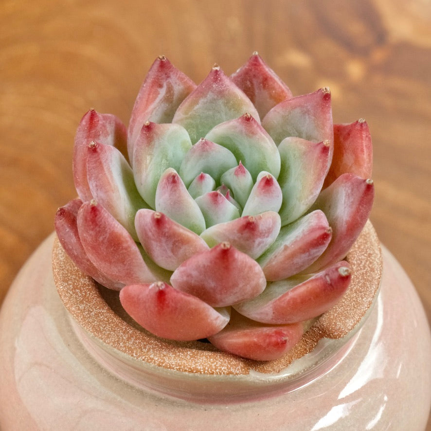 Pink Echeveria colorata cultivar Korean Succulent Plant