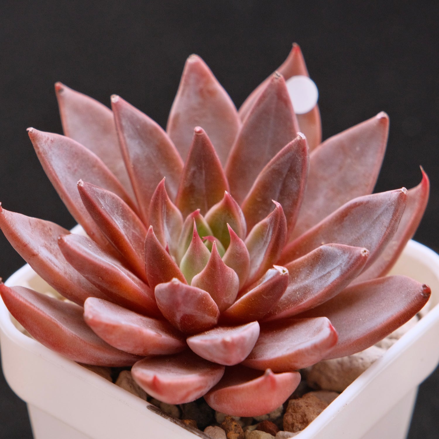 Echeveria Let&