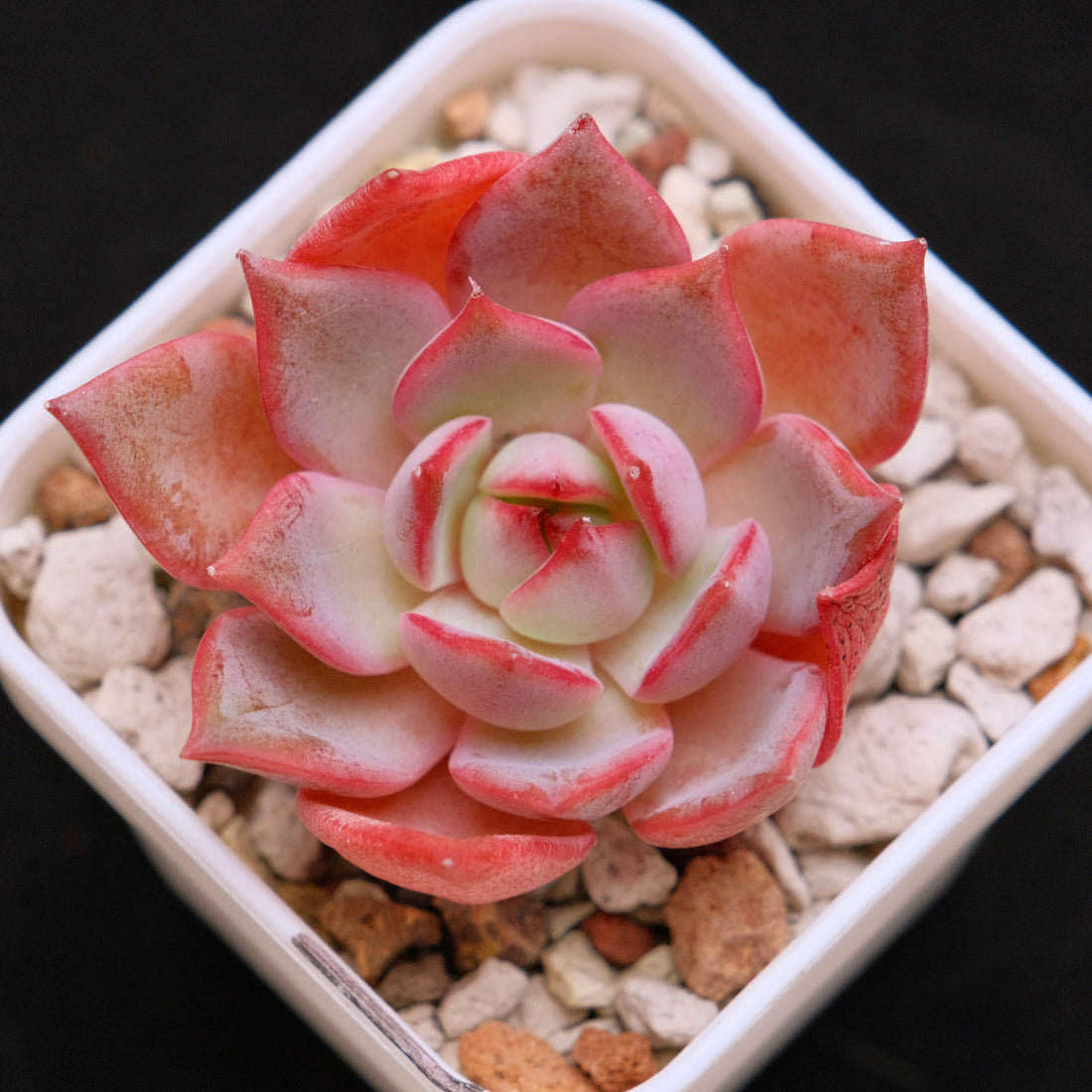 Echeveria Bouquet Korean Succulent Plant