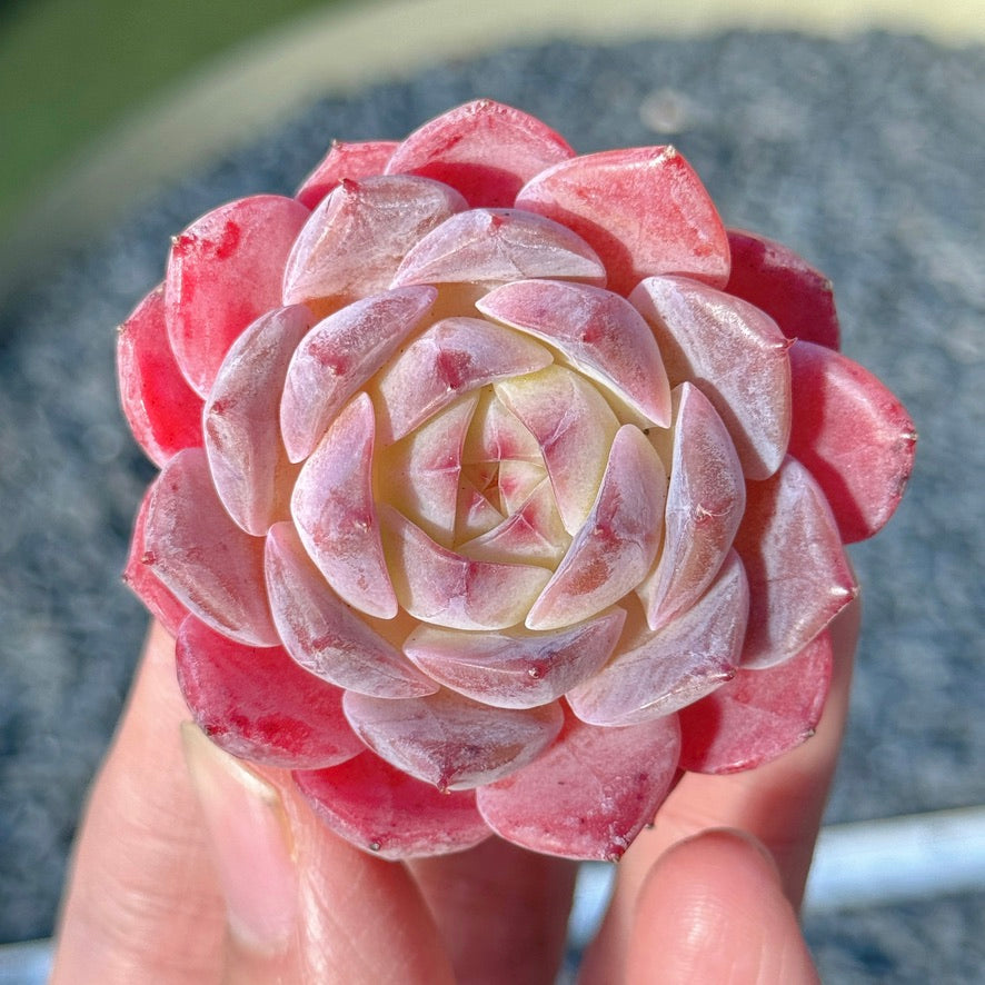 Echeveria Rosé Succulent Plant B