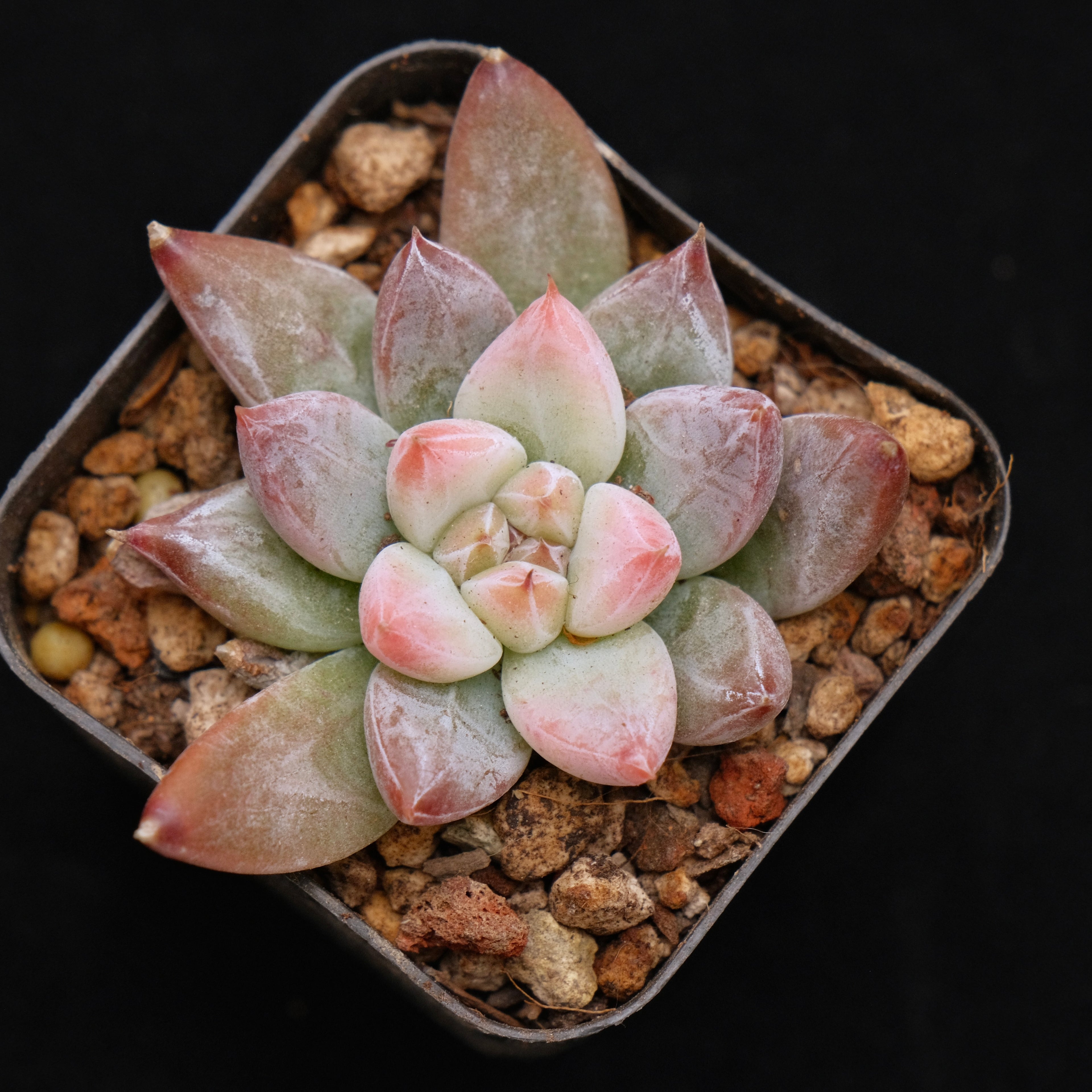 Echeveria tolimanensis hybrid Korean Succulent Plant