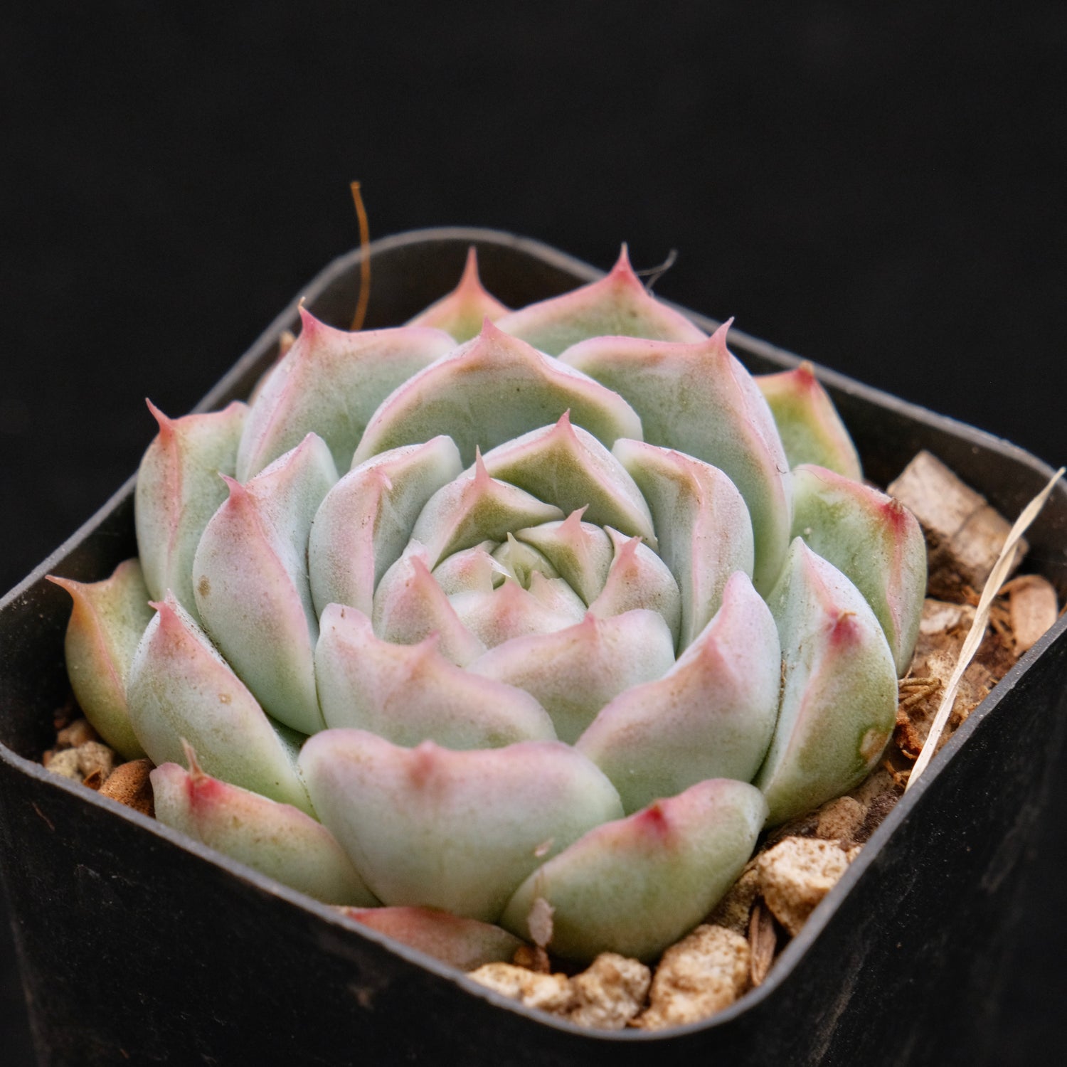 Echeveria Crystal Cream Korean Succulent Plant