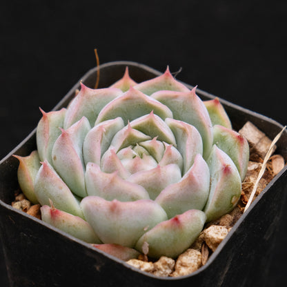 Echeveria Crystal Cream Korean Succulent Plant