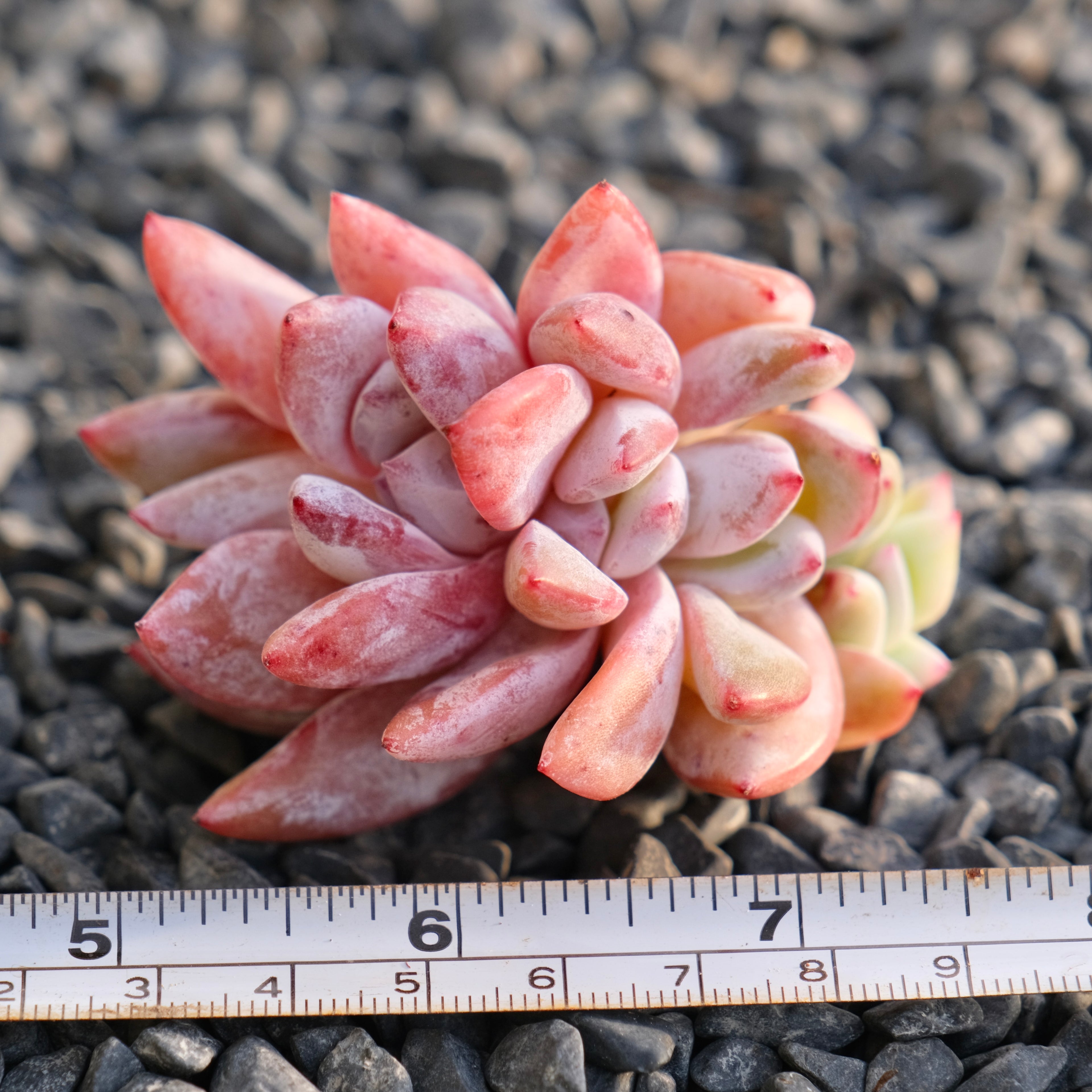 Echeveria Trumso cluster Imported Succulent Plant