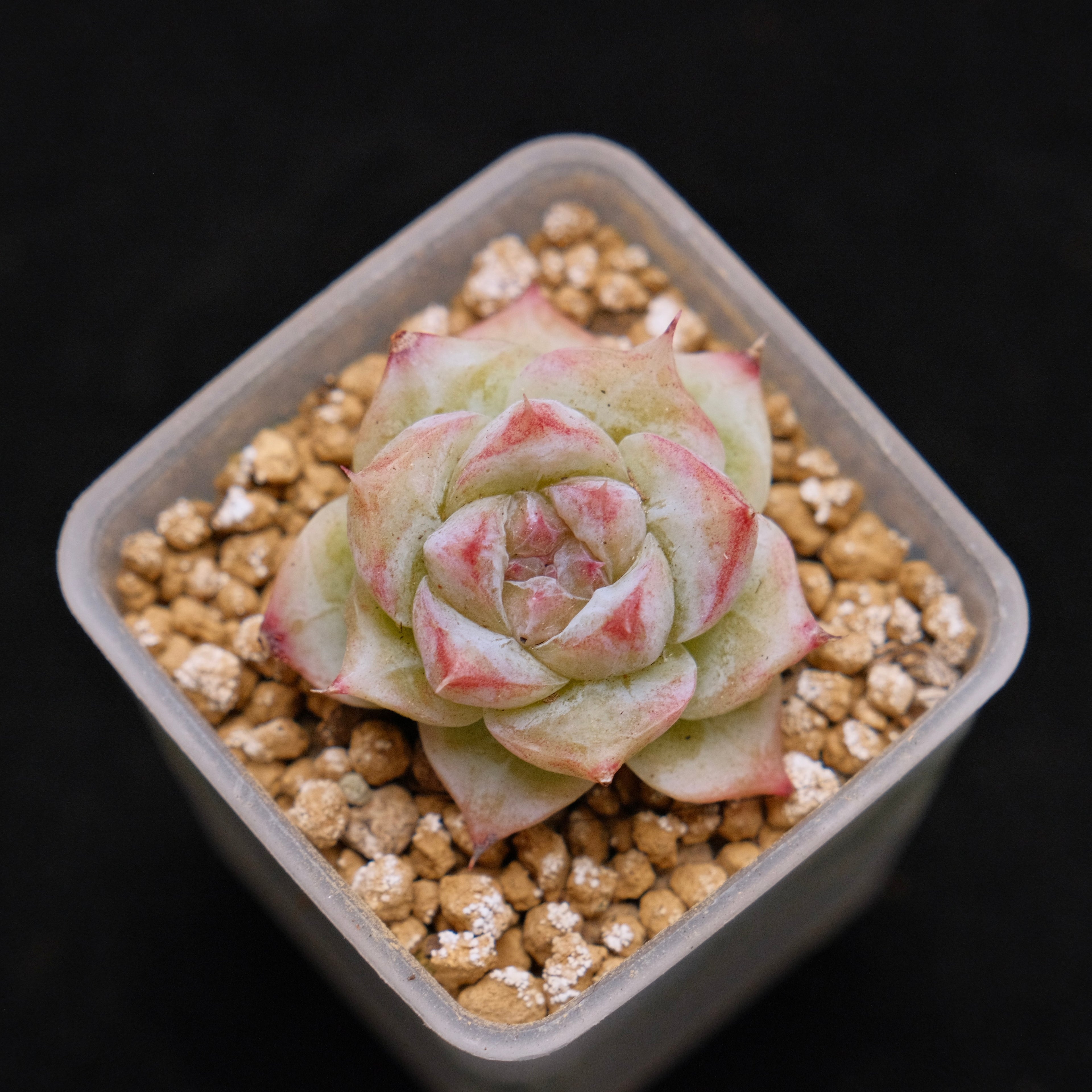 Echeveria hybrid baby Korean Succulent Plant