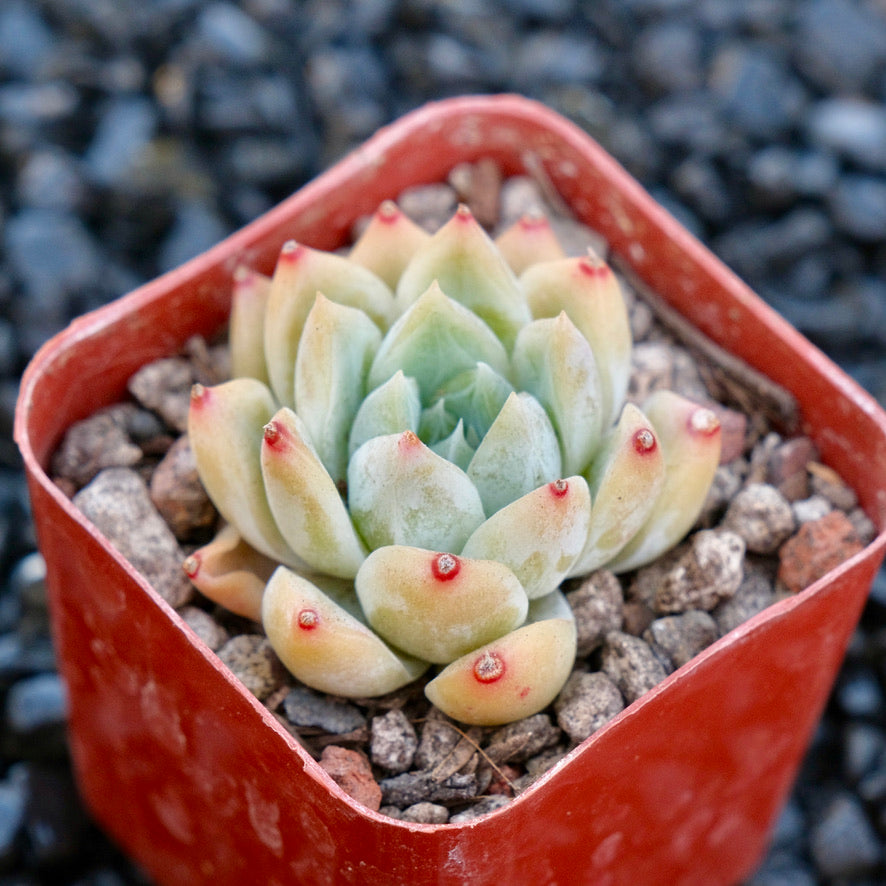 Echeveria Love Poem C Korean Imported Succulent Plant Changhee hybrid