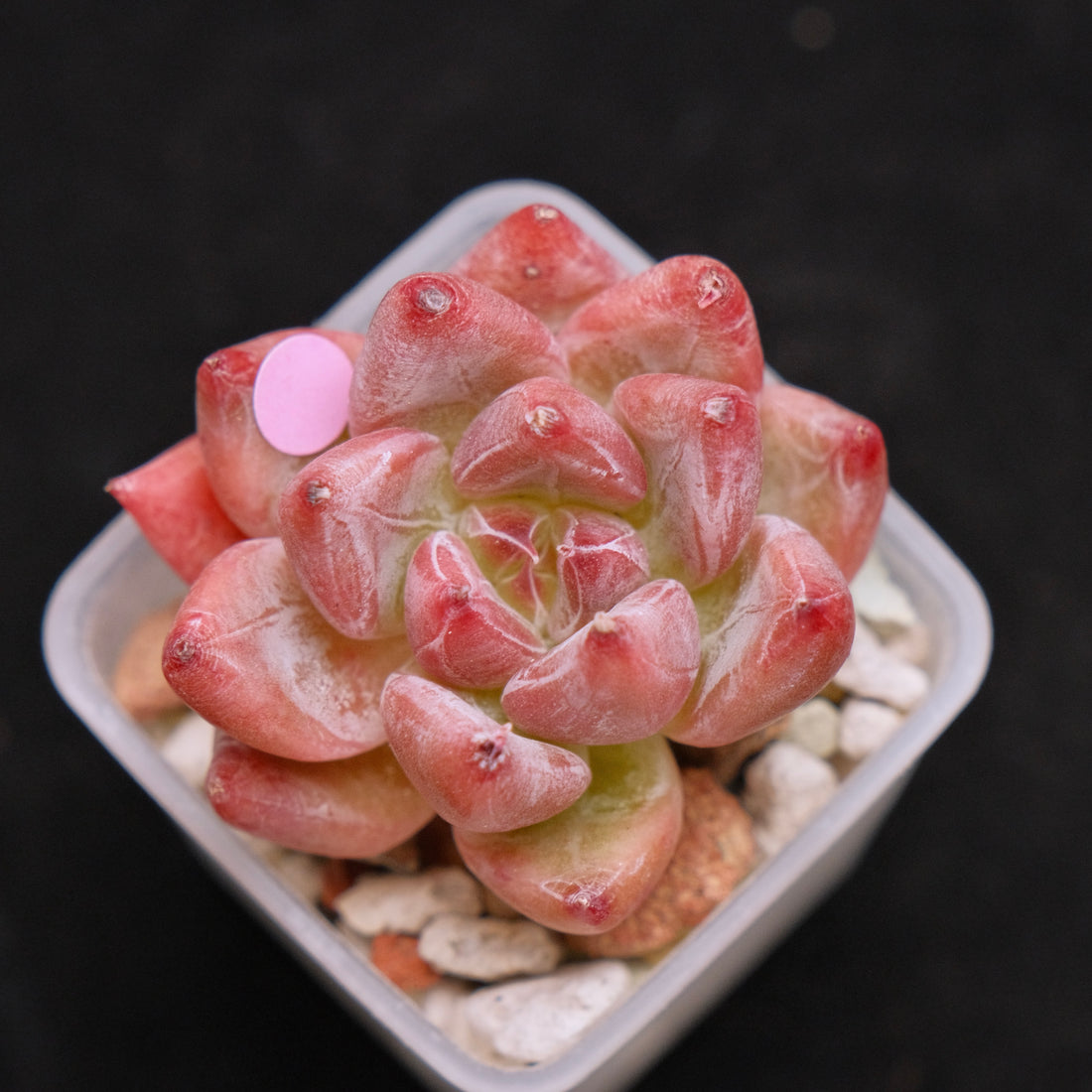 Echeveria Peña Korean Succulent Plant