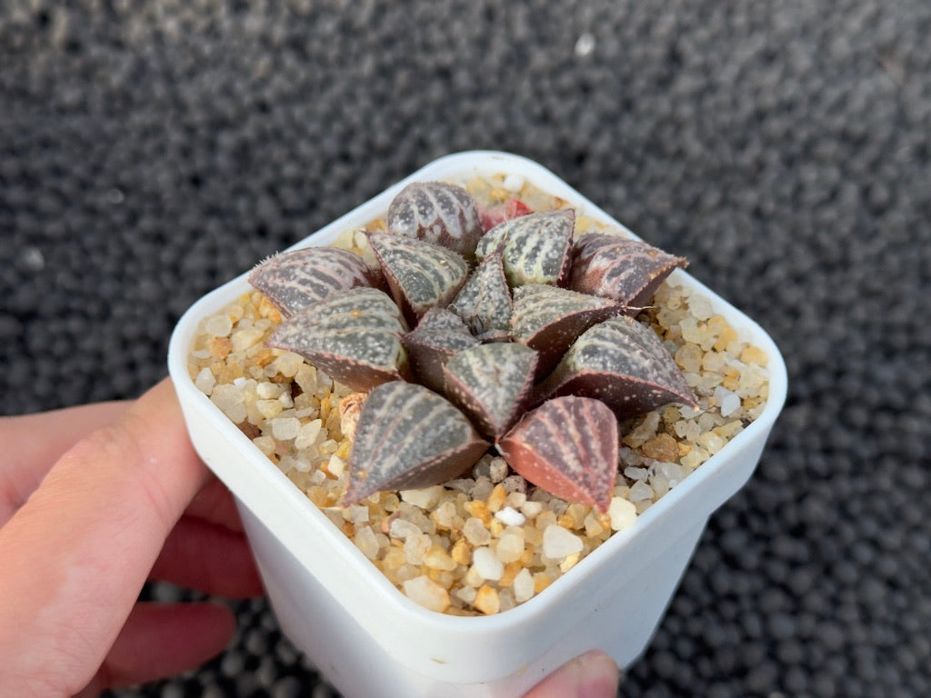 Haworthia Yuki Keshiki Imported Succulent Plant