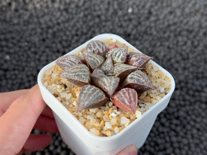 Haworthia Yuki Keshiki Imported Succulent Plant