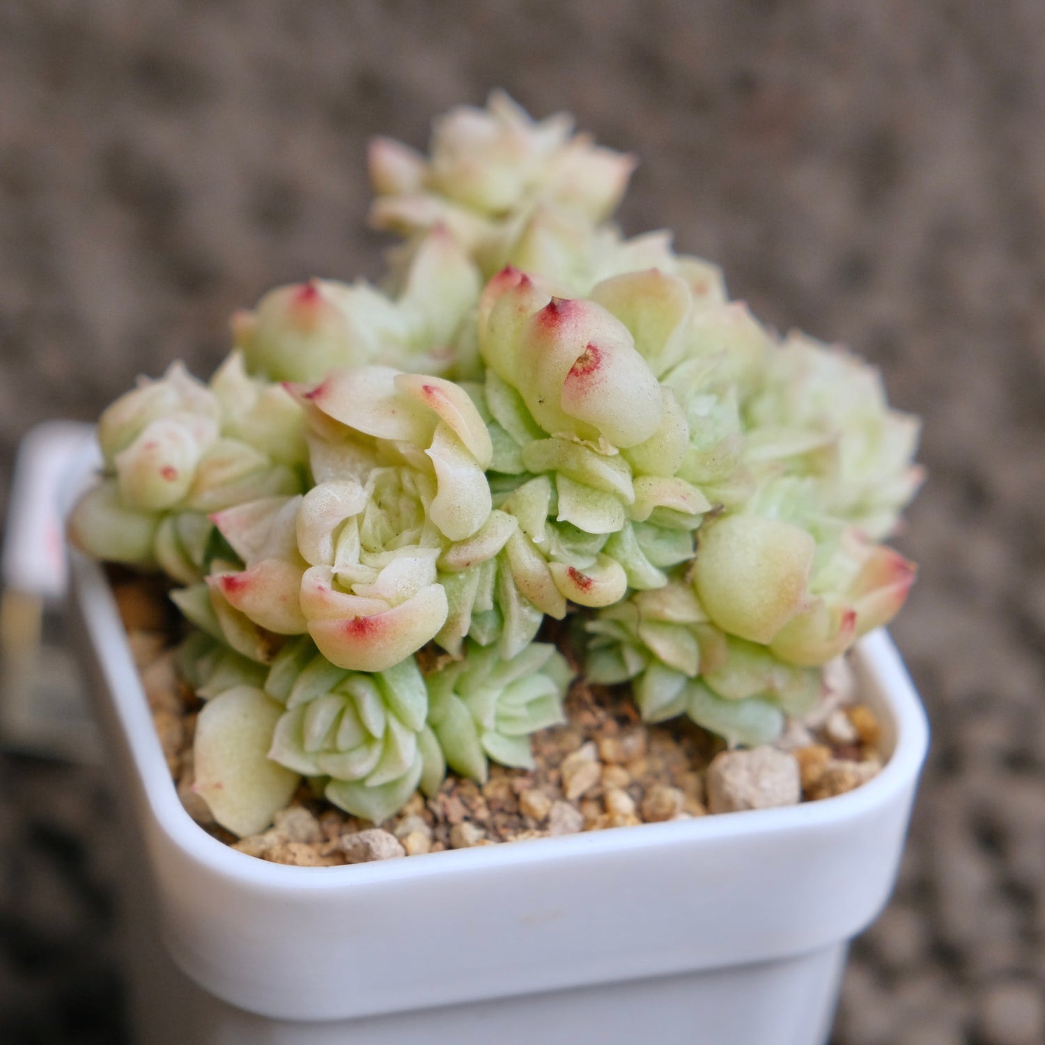 Echeveria Etrial (Korean Malgan cluster) Korean Succulent Plant - B