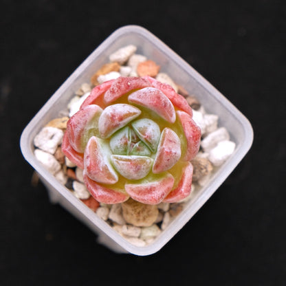 Echeveria Phantom of Pink baby Korean Succulent Plant