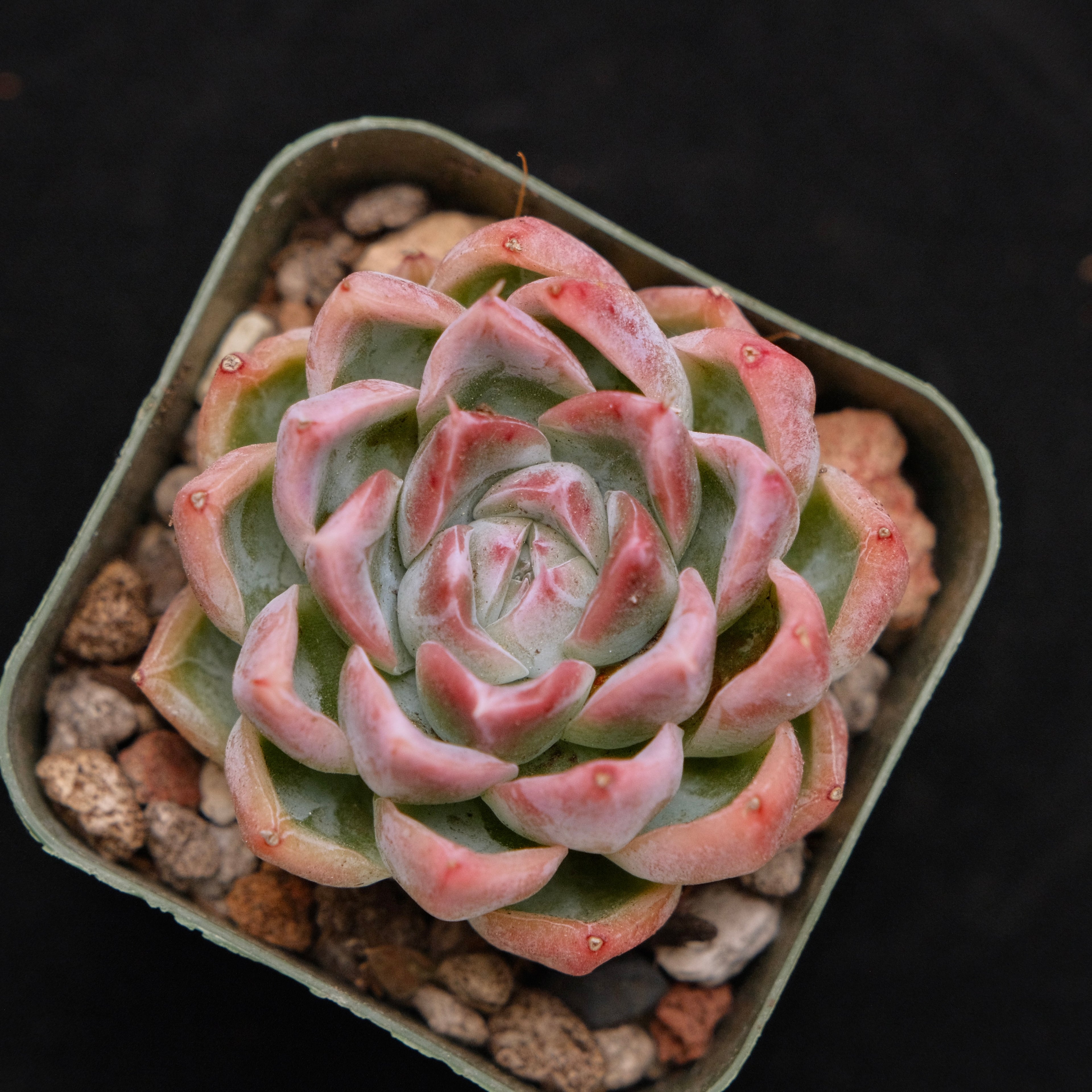 Echeveria Meisei Korean Succulent Plant