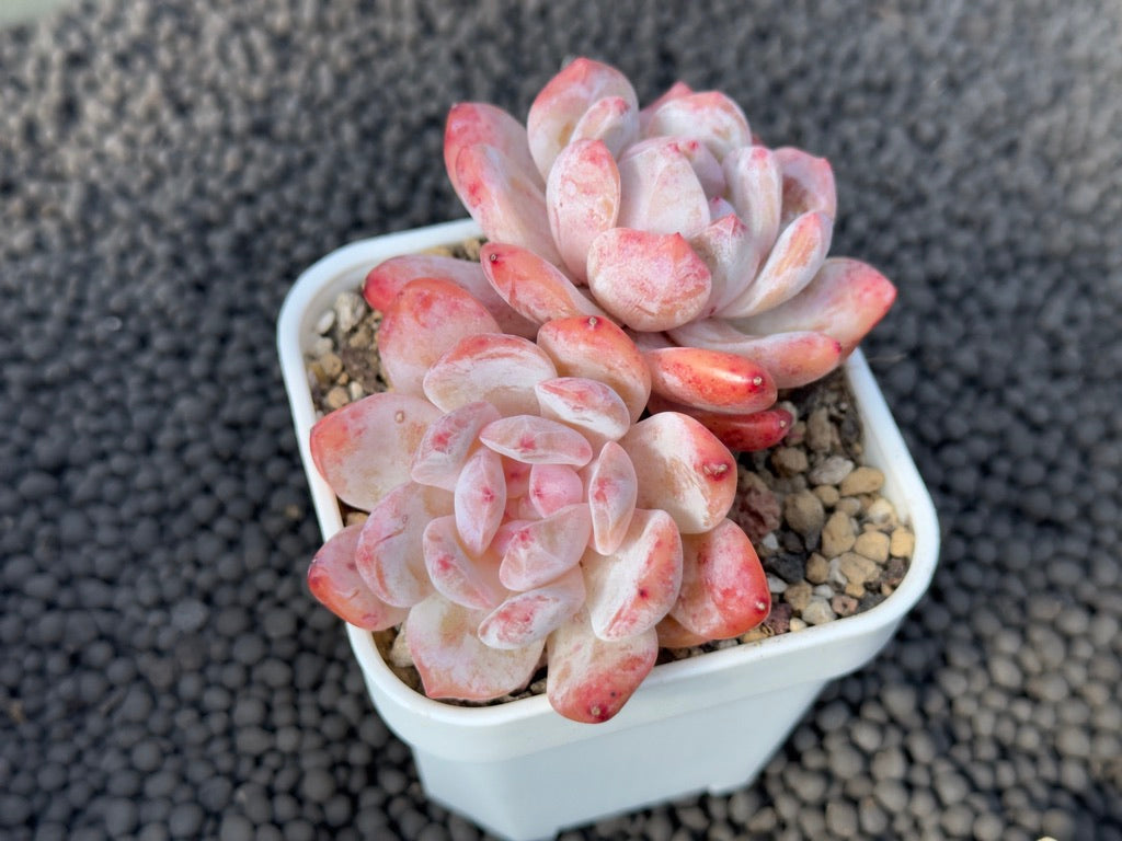 Echeveria Monroe double Imported Succulent Plant