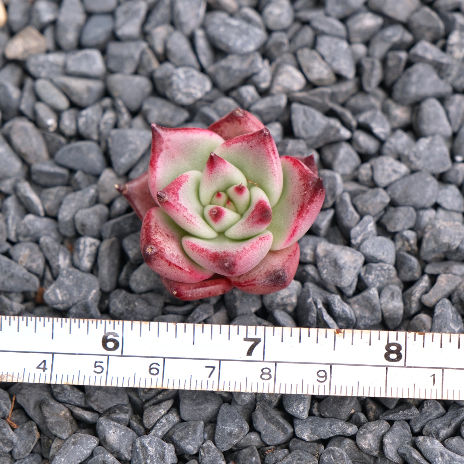 Echeveria Romeo Korean Succulent Plant