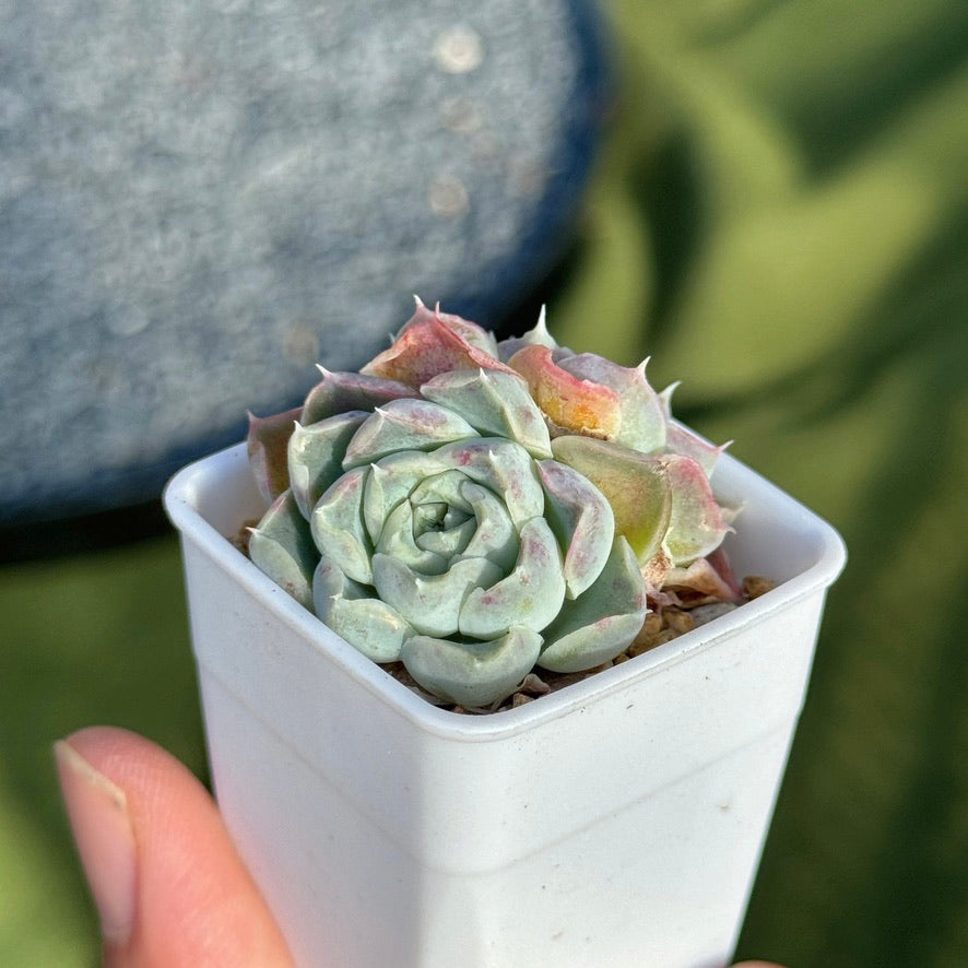 Echeveria Helena Korean Succulent Plant