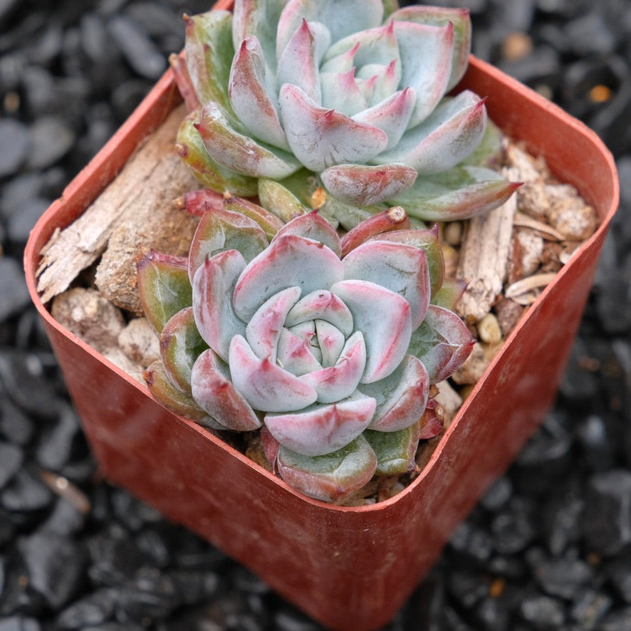 Echeveria Aranjuez A Hwaga Hybrid Korean Succulent Plant