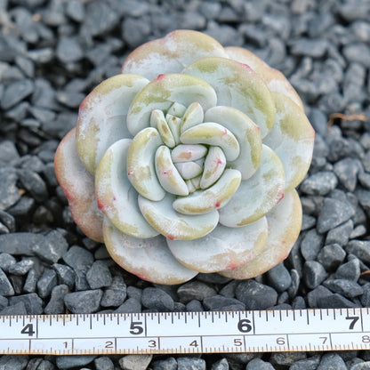Echeveria laui Imported Succulent Plant