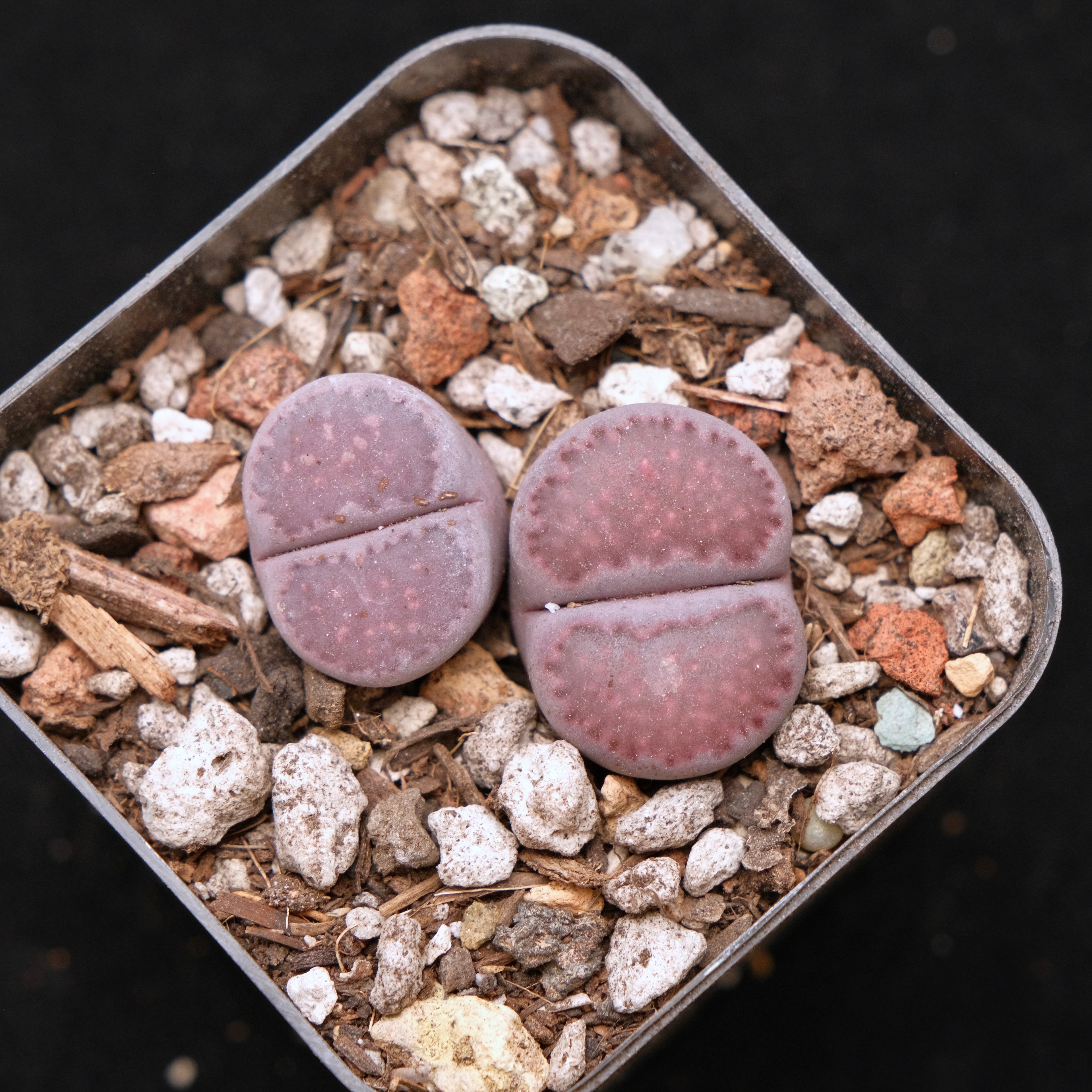 Lithops optica Rubra Succulent Plant