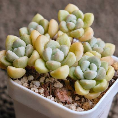 Pachyphytum Bubble Gum Imported Succulent Plant - C