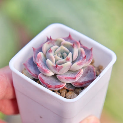 Echeveria Kiss Me Korean Succulent Plant Changhee hybrid